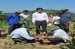 Điện biên: Tập trung trồng mới cao su